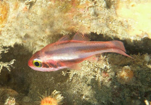 Oblique-banded Cardinalfish