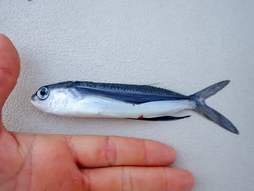 Oceanic Two-wing Flying Fish