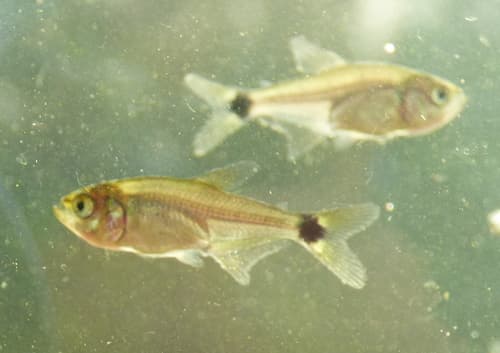 Paraguay Tetra
