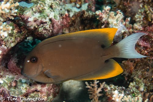 Orange-tip Bristletooth