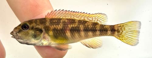 Orthochromis kalungwishiensis