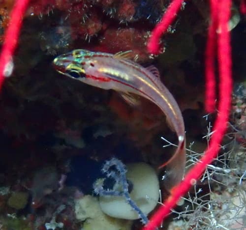 Black-spot Cardinalfish