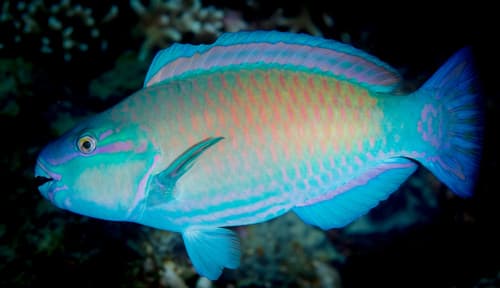 Pacific Bullethead Parrotfish