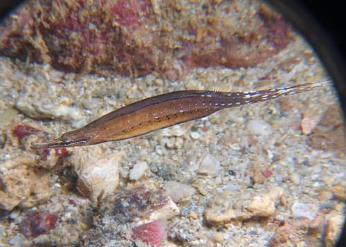 Pacific Shortbody Pipefish