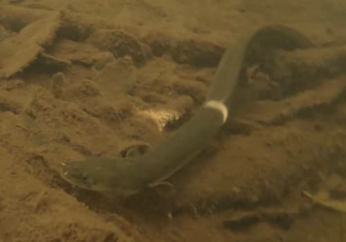 Pacific Shortfinned Eel