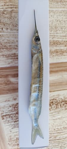 Pacific Silverstripe Halfbeak