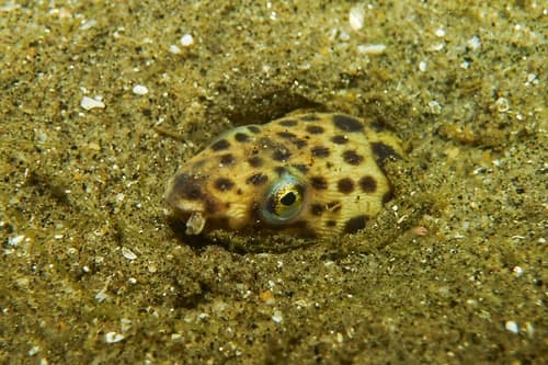 Pacific Snake Eel