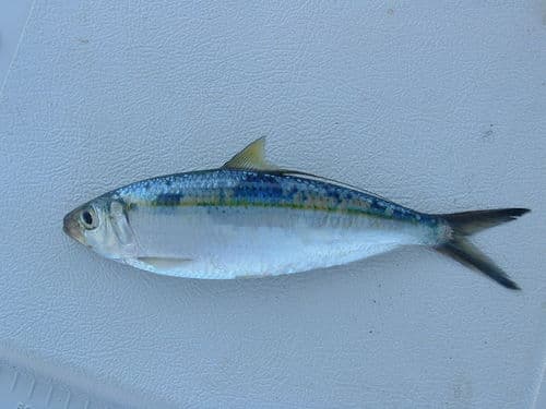 Pacific Thread Herring