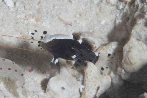Pacific Whitecap Shrimpgoby