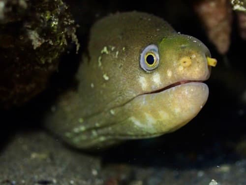Palenose Moray
