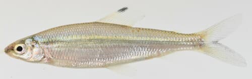 Paradistichodus dimidiatus