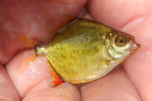 Red Hook Silver Dollar