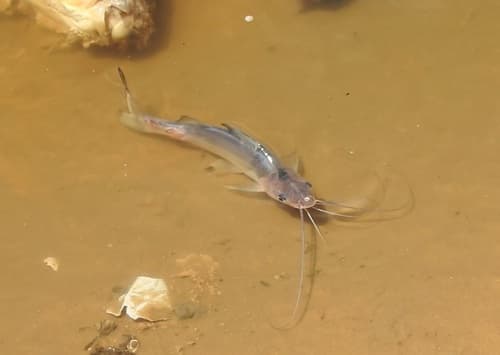 Valenciennes' Catfish