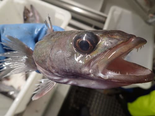Patagonian Toothfish