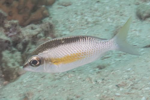 Pearly Monocle Bream