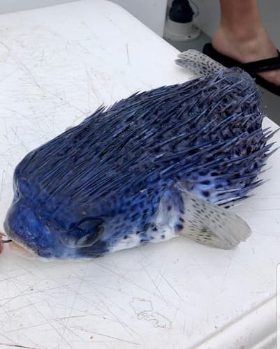 Pelagic Porcupinefish