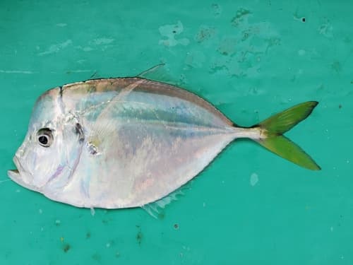 Peruvian Moonfish