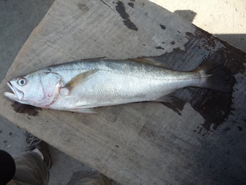 Peruvian weakfish