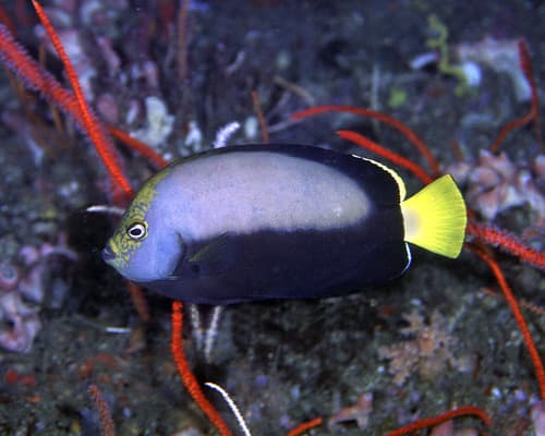 Pewter Angelfish