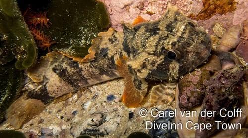 Pleated Toadfish