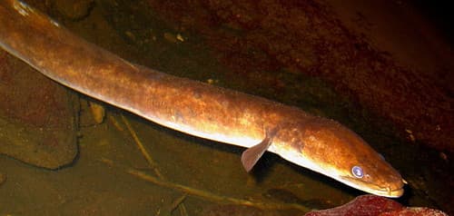 Polynesian longfinned eel