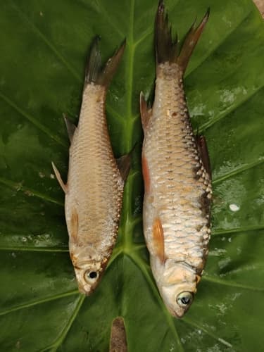 Poropuntius huangchuchieni