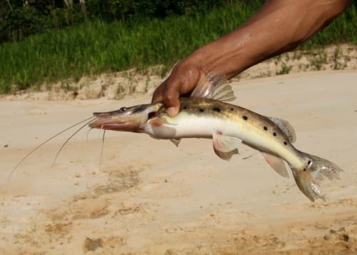 Porthole Shovelnose Catfish