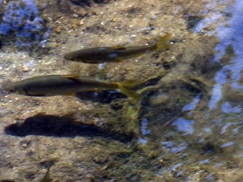 Portuguese Arched-Mouth Nase