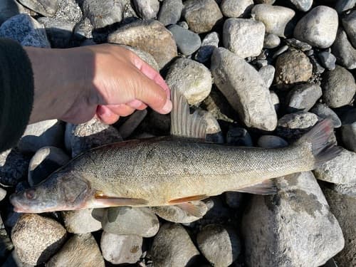 Potanin's Altai Osman