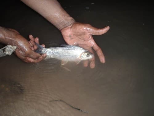 Magdalena Prochilodus