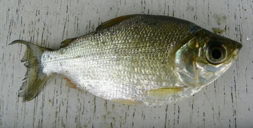 Psectrogaster curviventris