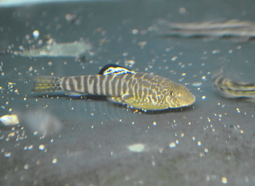 Banded Hillstream Loach
