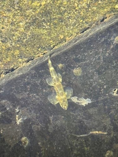 Leonard's Hillstream Loach