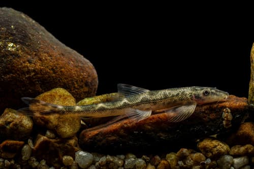 Six-banded Hillstream Loach