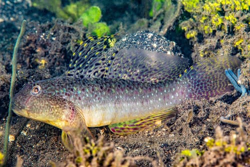 Puntang Goby
