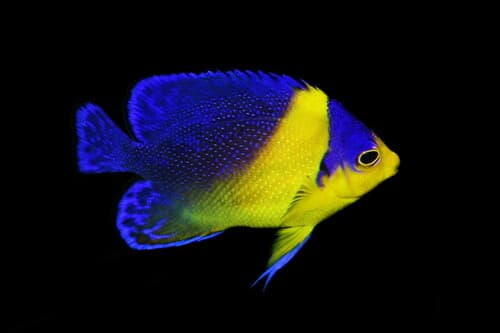 Purplemask Angelfish