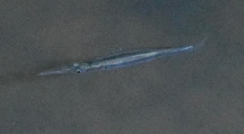 Pygmy Halfbeak