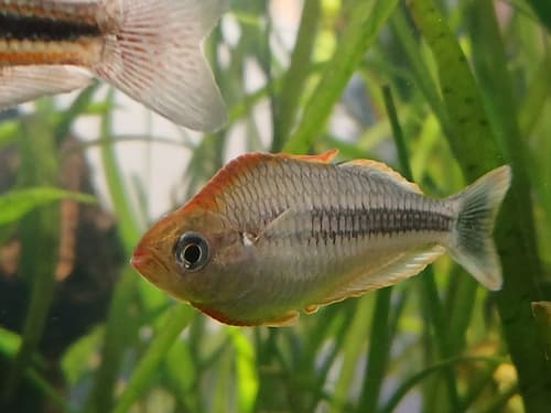 Pygmy Rainbowfish