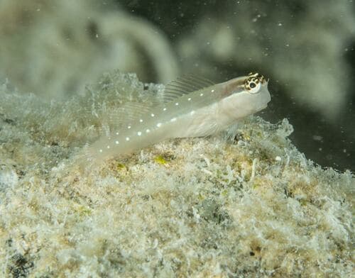 Queensland Combtooth Blenny