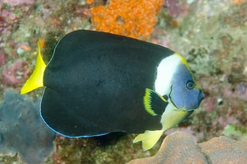 Queensland Yellowtail Angelfish