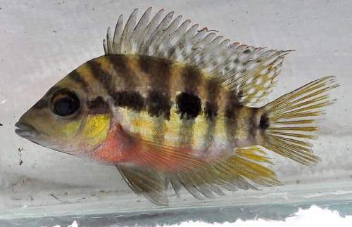 Red-breasted Cichlid