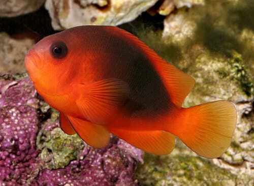 Red Saddleback Anemonefish