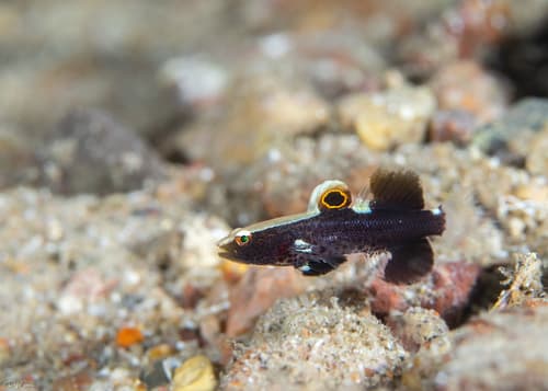 Red Sea Whitecap Shrimpgoby