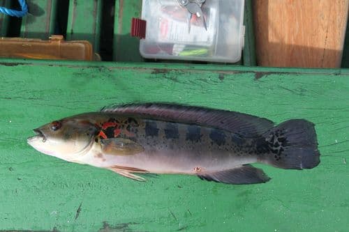 Red-spotted Lenticulata Pike Cichlid
