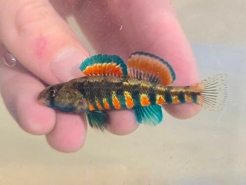 Redband Darter