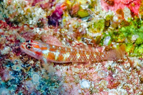 Redspotted Pygmygoby