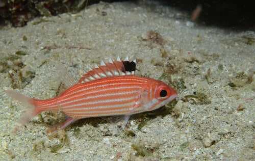 Reef Squirrelfish