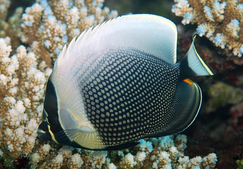Reticulate Butterflyfish