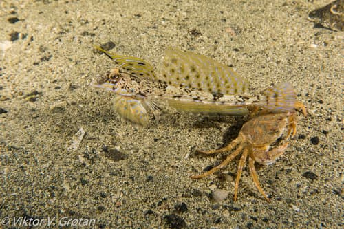 Reticulated Dragonet