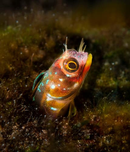 Revillagigedo Barnacle Blenny
